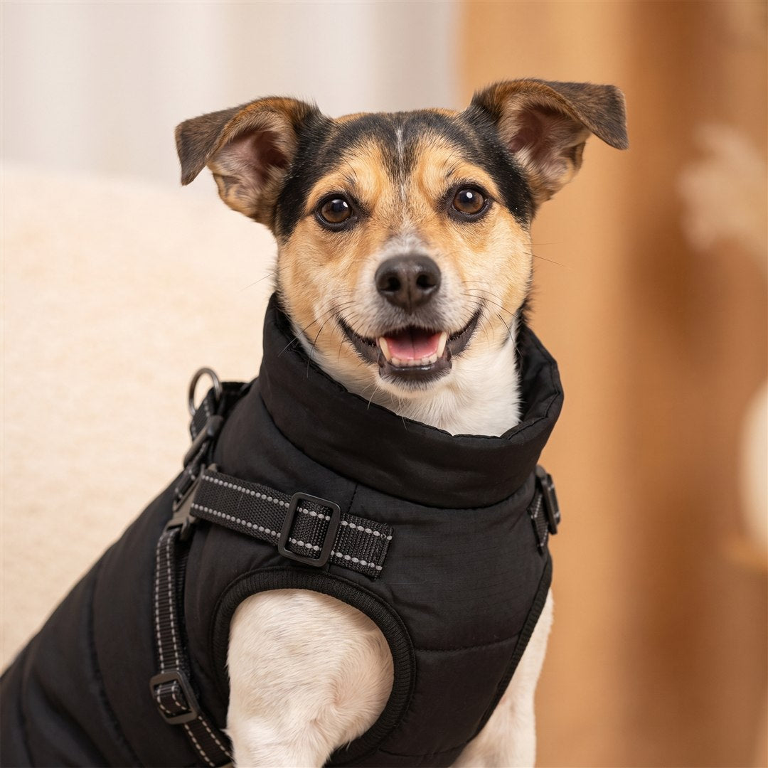 Blije hond, warm en droog in de STORMPAW